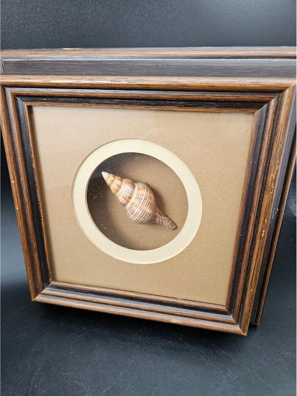 Framed Sea Shell Shadow Box Art Vintage Coastal Nautical Beach Wall Decor